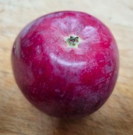 pommier "sang de bœuf"