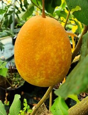 nashi "seri"