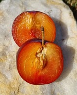 prune cerise "shugartwist"