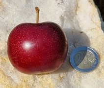 prune cerise "shugartwist" prune cerise "shugartwist"