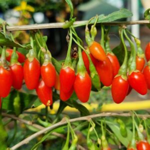 goji "sweet lifeberry"