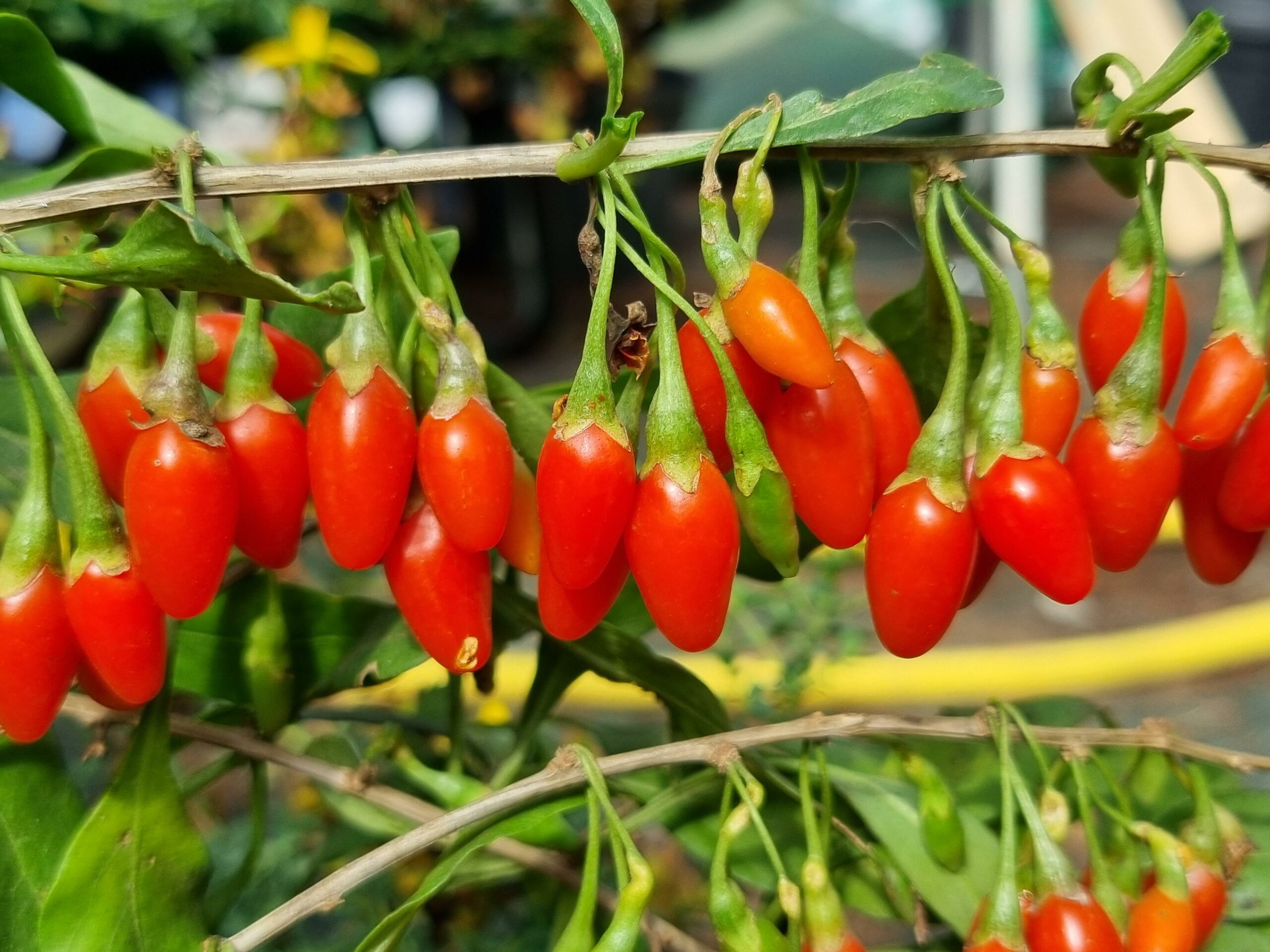 goji "sweet lifeberry" goji "sweet lifeberry"