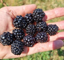 mûrier ‘triple crown’