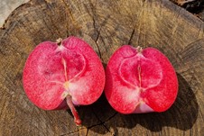 pommier "webster pink meat"