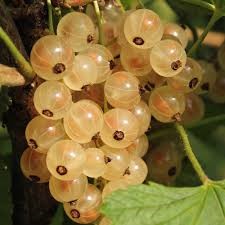groseillier blanc "zitavia"