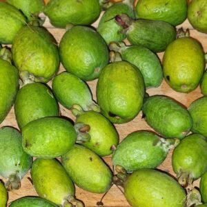 feijoa coolidge