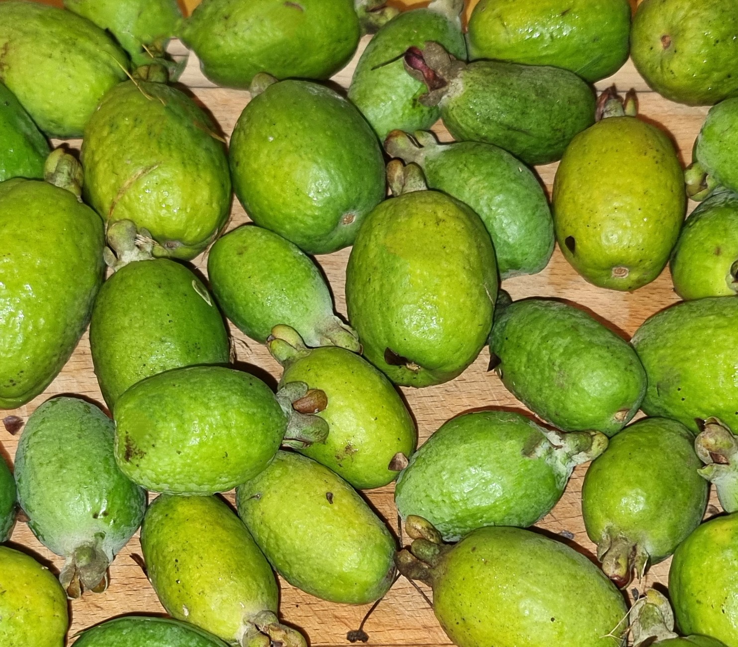 feijoa coolidge feijoa coolidge