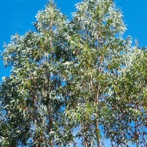 eucalyptus des neiges