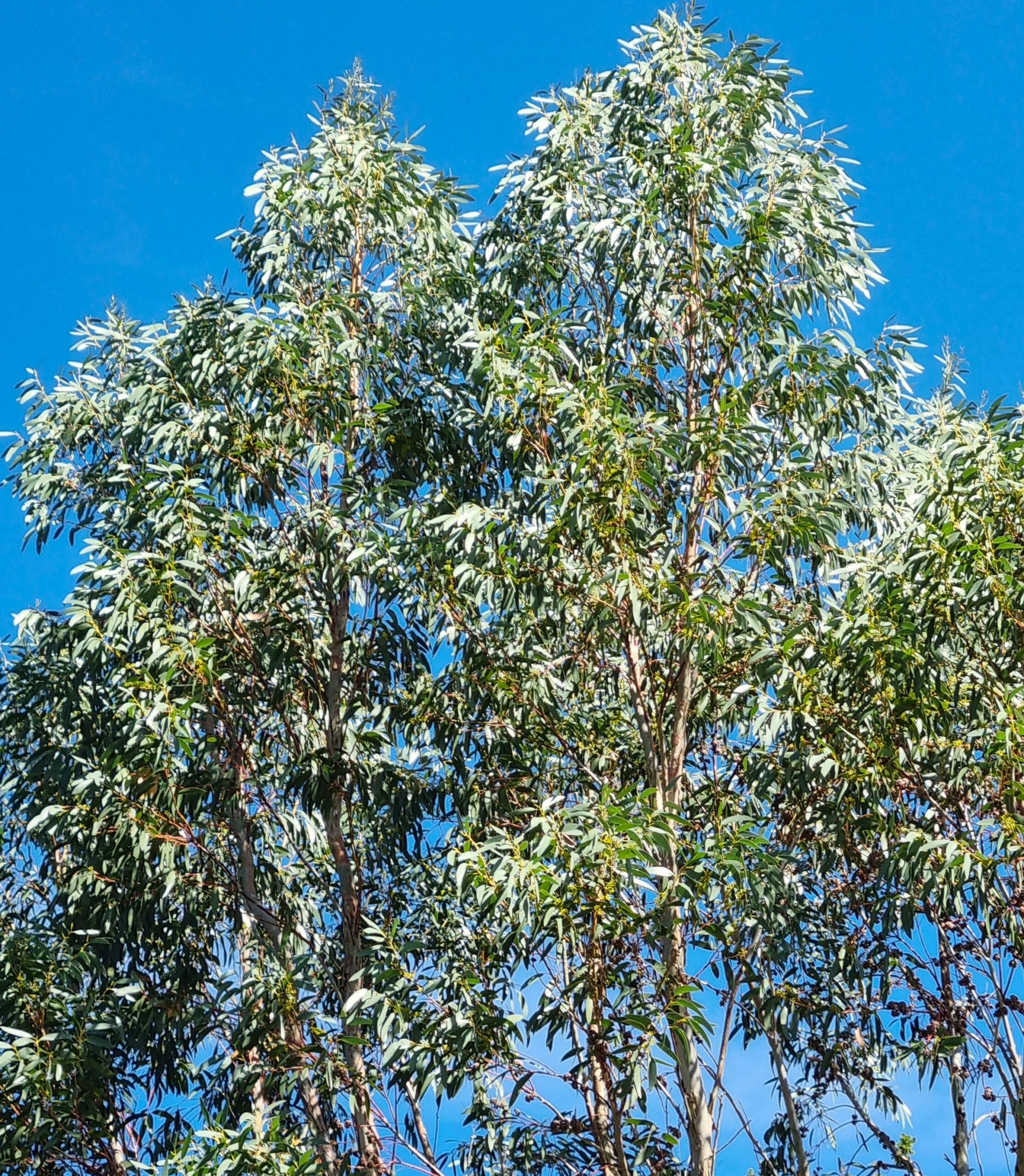 eucalyptus des neiges eucalyptus des neiges
