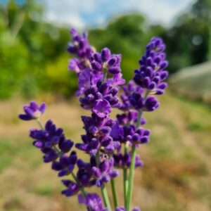 lavande vraie "hidcote blue"