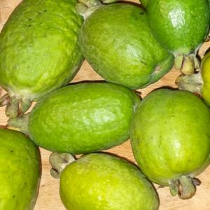 feijoa mammouth