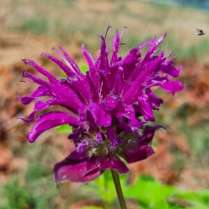 monarde bergamote